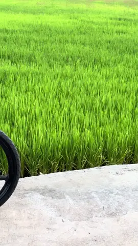 Tk clean hm🫠#fyp #oripadi🌾 #tkcleantkkeluar 