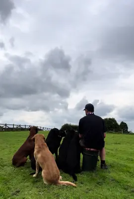 Fergus moving out for a proper view #labradorretriever #blacklab #chocolatelab #foxredlab #yellowlab #blacklabsquad #training #teampureflax #gundogtrainer  #slingleygundogs #pickingupteam  #instavideo