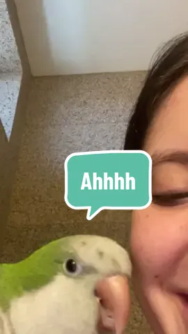 Shower excitement!!  #quakerparrot #kiwison #dayinthelife #talkingparrot #parrotsoftiktok #excitement #happyscreams 
