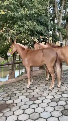 Los Mulos Mulas y Burros- Conozca más sobre estos animales híbridos - #horse #caballos #mulas #mulascolombianas #burros #curiosidad #datoscuriosos #AQHA #abqm #raza #viralvideo 