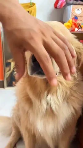 #dogsoftiktok #funnydogs #foryou 