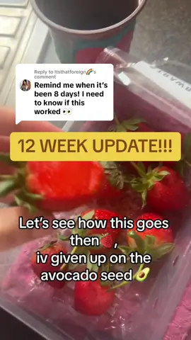 Replying to @Itsthatforeign🌈  STRAWBERRY PLANT 12 WEEK PROGRESS🍓🌱 #strawberry #propogation #growingstrawberries #update 