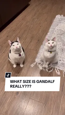 Replying to @pollyholts we would be lost without @melon.n.finn tbh… and so we continue our fool’s errand of trying to perceive Gandalf… #gandalfthecat #funnycat #catsoftiktok  