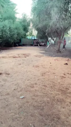 #الجوف #دومة#الجندل#الشيخ#هياف#خيل_عربي_اصيل #مشاءالله_تبارك_الله_اذكروالله 