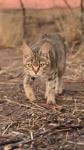 African wildcats (Felis lybica) are fascinating creatures that are considered the ancestors of domestic cats. Here are some interesting facts about them: African wildcats are believed to have been domesticated around 9,000 years ago in the Near East. Their ability to live near human settlements and hunt rodents likely contributed to their domestication. Explore the heart of Felidae! From volunteering opportunities to educational tours and thrilling adventures amidst free-roaming lions, there's something for everyone. Visit our site for more info:    https://linktr.ee/felidae. #Felidae #Wildlife #VolunteerLife #Adventure #SouthAfrica #Travel🦁 