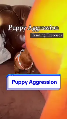 Rosie was having some struggles with getting picked up and handled. Her pain was diagnosed and treated by a veterinary neurologist, and she also sees our local veterinary behaviorist. Lastly, she is learning how to be more comfortable being picked up and handled with behavior modification exercises. These are some of our favorites to teach. It’s important during the learning process to go slow and avoid triggering the puppy. This means, no picking up just yet. If the puppy is scared or upset with any exercise, it must be broken down into smaller steps for success. #puppyclass #puppytrainjng #puppyschool #puppyaggression 