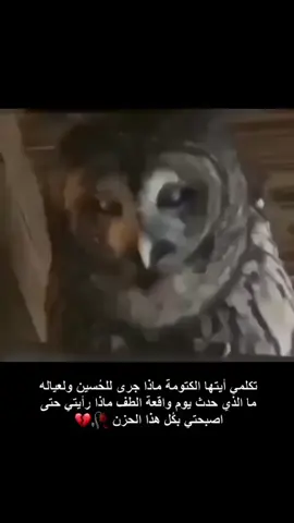 #البومه🦉 #تحزن_ع#الامام_الحسين_عليه_السلام #ياحسين #لبيك_ياحسين #عبدالله_الرضيع