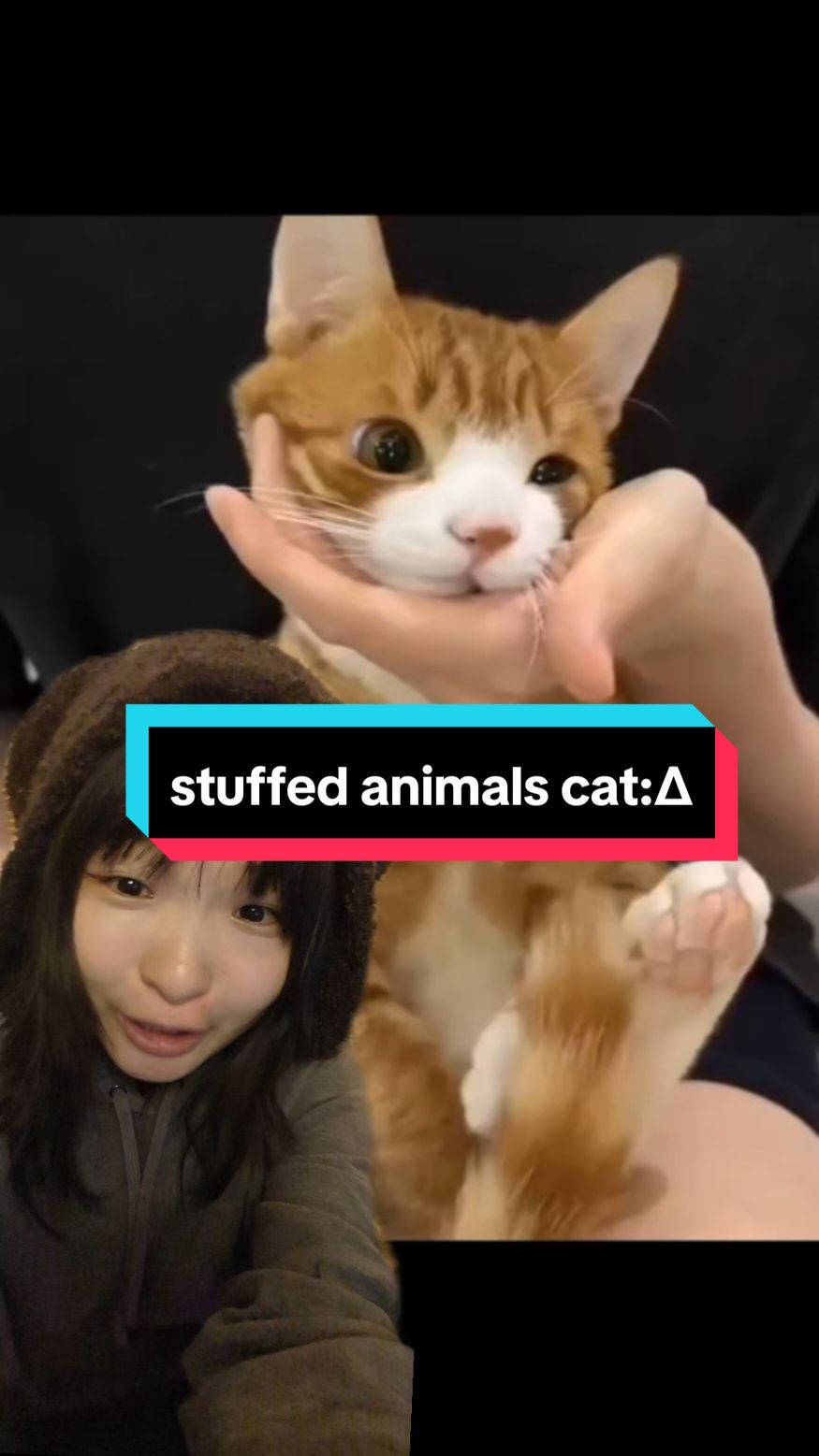 why doudou(bean) name Daidai(dumbdumb)too? the owner originally named this little cat doudou. but her social media name is Daidai and people start to call him Daidai. that's why he has two name 😂 #wholesome #cat #story 