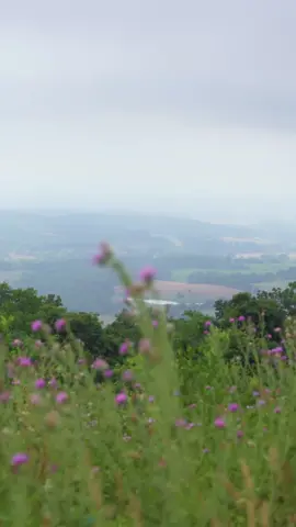 The native meadow at the Piedmont Memorial Overlook is in bloom! Last week, staff from PEC and Smithsonian's Virginia Working Landscapes led a walk through the meadow and observed an incredible array of plants, pollinators, and birds that represent the ongoing success of PEC’s 12 years of restoration work at the property. In 2012, PEC began an extensive restoration effort on the 16-acres of pasture land, first eliminating fescue and other non-native plants from the pasture, and then seeding native grasses and wildflowers. The property now serves as an active demonstration site for landowners who are interested in viewing habitat restoration practices.  Wildflowers will keep blooming up at the overlook for the next month or so — it’s definitely worth a visit! The property can be accessed by the public via the Ambassador Whitehouse trail at Sky Meadows and the Appalachian trail. Head to https://pecva.org/overlook for more information about the property! 🎥@hugh_kenny | PEC #piedmontmemorialoverlook #skymeadows #nativemeadow #wildlifehabitat #polinatorhabitat #nativeplants #wildflowers