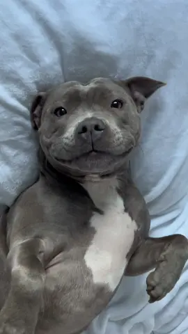 My child🩶 #staffy #mylathebluestaffy #dogsoftiktok #bluestaffy #dogtrend #viraldog #mylaslife #staffysoftiktok #staffie #doglover #staffordshirebullterrier #dogtok 