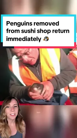 Two penguins were apprehended after breaking into a sushi shop in New Zealand, and, lacking regard for authority, returned to the shop immediately upon their release. 🐧 While sushi shop owner Long Lin was entertained by their presence, he wanted to make sure they were safe and worked with the Department of Conservation to make sure they’d find a more suitable place to nest. ❤️ 📸 Long Lin / Department of Conservation / Wellington PD #penguin #littlepenguin #fairypenguin #sushi #penguins #animals #goodnews #positivecontent #oceanlife