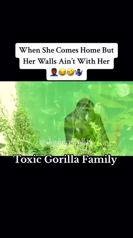 When She Comes But Her Walls Are Missing 🤦🏾‍♂️😂🤣 #voiceover #gorillatag #toxicgorillafamily #alquincewalker #comedy #skit #funnyvoiceover #animalvoiceover #funnyanimals #CapCut  