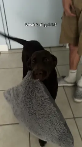 🥹#dogsoftiktok #labsoftiktok #chocolatelab #whatdadogdoin #creatorsearchinsights 