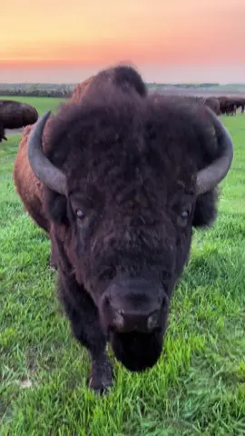 Sweet sweet summer at the Nolz Bison Ranch!                                               #nolzbison #ranchlife #bison #bull #southdakota #ranchy #buffalo #animal #americanbison #wildlife #Summer 
