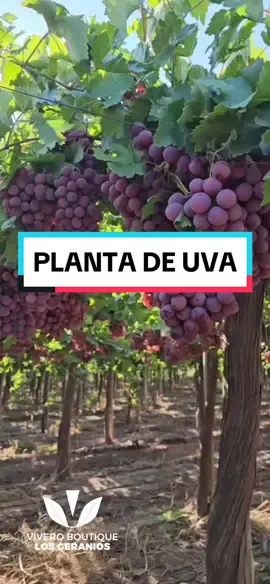🍇 ¡Descubre nuestras variedades de uva en Vivero Los Geranios! 🍇 Tenemos Borgoña Negra, Borgoña Blanca, Thomson, Red Globe, Sweet Globe, Quebranta y Moscatel. Cada una es perfecta para distintos usos, desde consumo fresco hasta la producción de vinos y pisco. 🌳Ubicación: Visítanos en Psj. Santa María 291 - Chincha Alta,  🌳Horario: lunes a sábado, de 9 AM a 12 PM y de 2 PM a 6 PM 🌳Envíos: Ofrecemos envíos a todo el Perú 🇵🇪🚚, asegurando que puedas disfrutar del cultivo de estas excepcionales almendras sin importar dónde te encuentres. ¿Cotizaciones? 📱 al ⁨981 558 173⁩. ¡Te llevamos la naturaleza a casa! 🚚🌼 🌱 ¡Visítanos y elige tus favoritas para tu jardín o viñedo! 🌱 #ViveroLosGeranios #Uvas #Vinos #Jardinería #Calidad