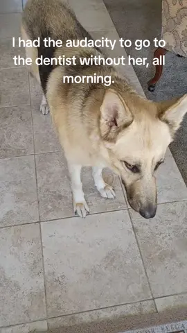 Poor girl, I was gone two hours. Bad mommy. #fyp #fypdog #GSD #reactivedogs #germansheperdsoftiktok #bigdogs #donotpet #dogintraining #gsdmom #shepherdsrule #rescuedog #foreverhomedogs #genx #genxmom #genxdogmom #genxmarriedcouple #gooddog #marriedtomybestfriend #stemgirl #physics #quantumphysics #quantunentanglementprovescreator #saved #math #derivatives #stephenkingfan #funnydog #stephenkingbooks #cutedog  #inherforeverhome #cleanhumor 