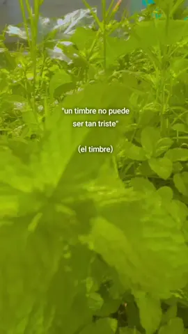 #sad#viraltiktok 