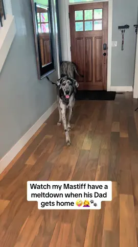 ❤️🐾 #mastiffmeltdown #englishmastiff #em #mastiff #squishy #fyp #fypシ #fypage #woof #bear #lapdog #bigdog #dogsoftiktok #hercules #dogsoftiktokviral #sandlot #dogsoftiktokviral🐶🦮 #sweetboy #bigbaby #mastiffsoftiktok #mastiffs #mastifflover #squishyface #jowls 