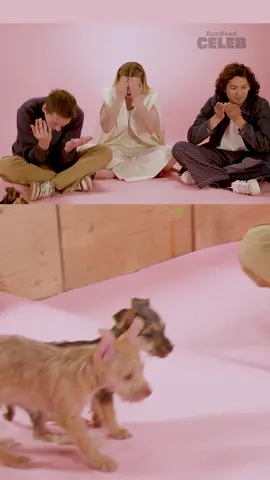 Get ready for cuteness overload because the Cobra Kai Cast Puppy Interview drops tomorrow on BuzzFeed Celeb! 🐶 #cobrakai #puppyinterview @Pup Culture Rescue 