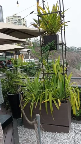 Momentos con Papá 🫡✨ #Almuerzo #Mangos #Larcomar 🇵🇪