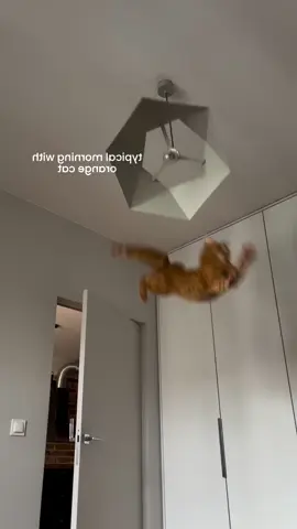 Los ultimos dos son los mas graciosos 🤣#perros #gatos #mascotas #doblaje 