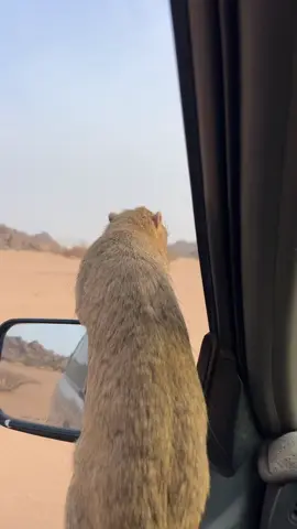 #صوت_الوبر 