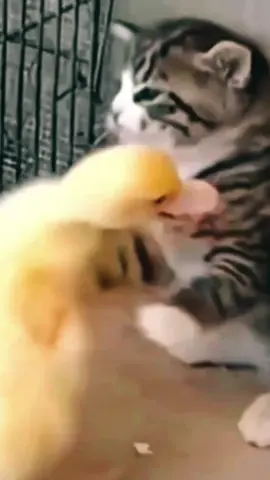 #funnyanimals #catandduck🐈🦆 #babyduckandbabycat 