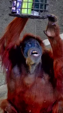 puppe  #orangutan #fypシ゚viral #fy #fyppppppppppppppppppppppp #primate #monkey 