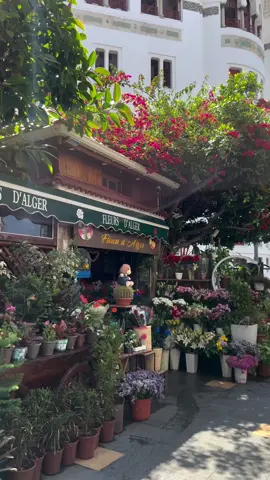 أجمل مكان في الجزائر العاصمة  #بائع_الورد_في_الجزائر  #ساحة_البريد_المركزي #الجزائر_العاصمة_🇩🇿👑🇩🇿16 #الجزائر_زينة_البلدان🇩🇿💗♓ #الجزائر_تونس_ليبيا_السعودية_مصر_قطر_لبنان_الكويت 