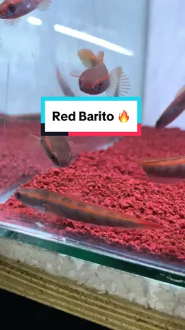 Red Barito 🔥 Kecil Kecil Pedes Sz 5-6 35k/ekor #redbarito #maruliodes #channaredbarito #redpangkalanbun #indonesiasnakeheadclub #snakeheadindonesia #gabuskalimantan #murmer #fyp 