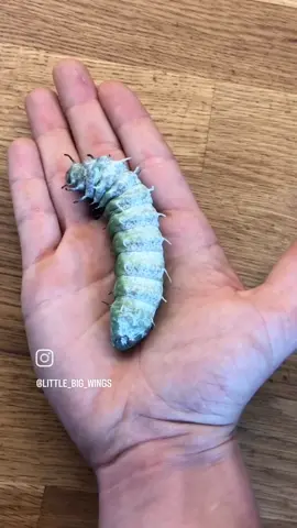 From Egg to Moth Atlas moth lifecycle Reposted @insecthaus_adi #littlebigwings #attacusatlas 