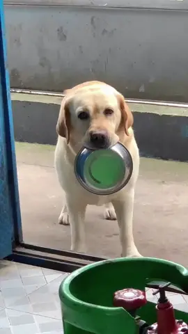 The smart labrador #dog #smart #pet 