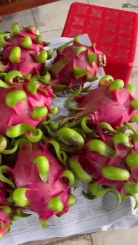 Nhà em chuyên cung cấp các mặt hàng thanh long sỉ cho các chợ, gioa hàng tận nơi. Ai cần liên hệ mình 0334002277 Mình ở huyện Châu Thành tỉnh Long An #khothanhlongquynhmai #xh #thanhlong #dragonfruit 