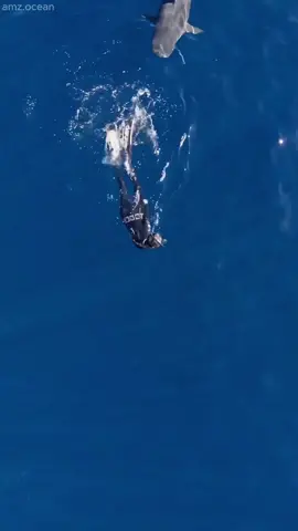 What Not to Do When There Are Sharks Around. #amazingocean #shark 