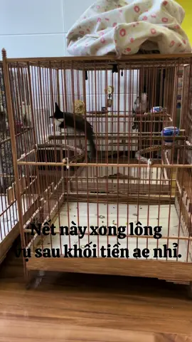 Nết này xong lông  vụ sau khối tiền ae nhỉ. #mokenh #powertrinhquocdat #camchimthiencoi #chaomaodauvip #chaomaodangcap #xuhuong2024tiktok #chaomaobaydau 