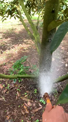 Mấy bác dùng thuốc nào xịt nấm hiệu quả ạ #sầuriêng 