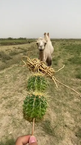 #eat #camels #camelseat #cute #pet 