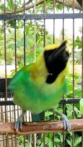 CUCAK RANTING MELAWAN #kicausumatra #cucakrante #cucakranting #pikatcucakranting #pikatcucakrante