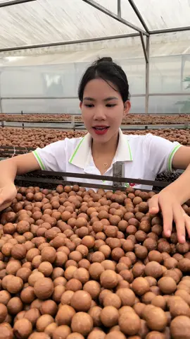 Macca gì mà 170🌿 1kg quá rẻ luôn #xuhuong #macca #dacsantaynguyen #hatdinhduongtotchobabau 