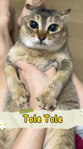 Tole Tole 😻 #doredore #cat #catsoftiktok #cats #fyp #kucing #pet  #kittensoftiktok 