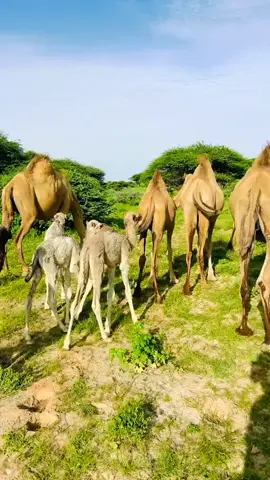 #geeldhalay🐪 