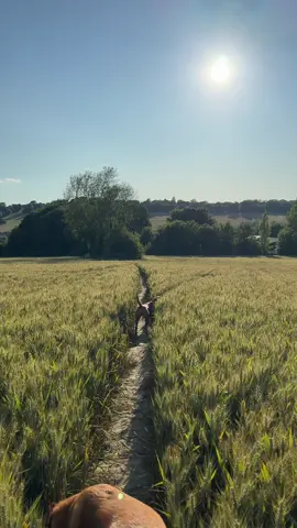 A skow weekend, just out in the local area, being together, sometimes not having massive plans create the best of memories. #slowsummer #englishcountryside #countrysidelifestyle #kentcountryside #mumsoftiktok 