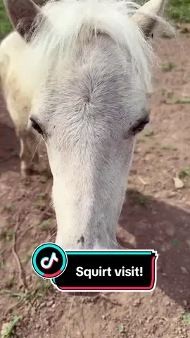Lets work with Squirt! #minihorse #minihorsesoftiktok #horsetok 