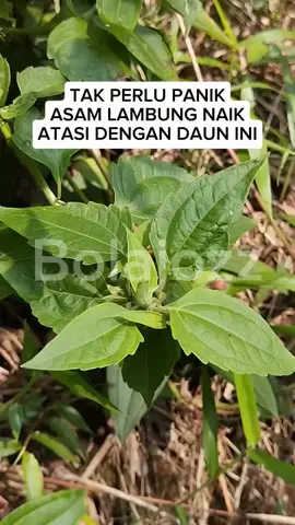 #obatherbal#tumbuhdimanasaja#obatsegalamacampenyakit#sharingiscaring@Lex Manafe77 