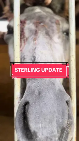 We rescued Sterling just a short time ago from the slaught er auction pipeline and its amazing how far she’s come in such a short time. This sweet girl has really blossomed and I love watching her interact with Ally and everyone around her. We aren’t out the woods yet so please keep sending prayers and good vibes Sterling’s way. Make sure to follow us here for more Sterling updates. #colbyscrew #ohkaytacos #horserescue 