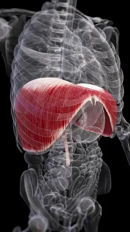💨 Breathe In, Breathe Out: Meet Your Diaphragm! 💨 This muscle does all the heavy lifting when you breathe. Check out how it works and tips to keep it strong! #BreathingExercises #HealthEducation #SciePro #EduTikTok #Science #breathing #med #medical #meded #education #sciart #3d #unity3d #medstudent #anatomy #medart
