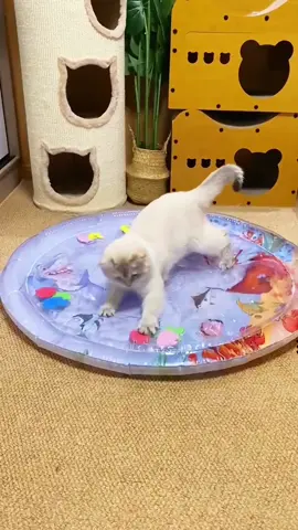 Your cat will love playing with this waterbed to keep your cat cool in the summer ❤️❤️😍😍🐈🐈#cute #cat #catmat #catwatermat #waterbed #petwaterbed #cattoy 