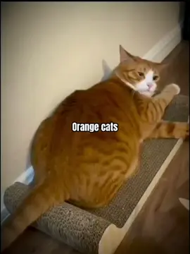 🍊🍊😺😺#cat #core #funnyanimals 