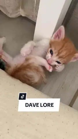 While we’re on the throwback wagon… #davethecat #orangecat #kitten 