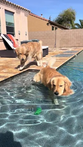 Friday = pool day ☀️🌴 #goldenretriever #goldenbros #tub #blue 